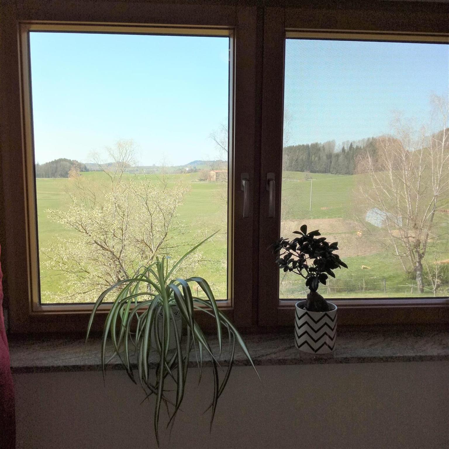 Gasthof Gruener Baum "Kongo" Amtzell Room photo